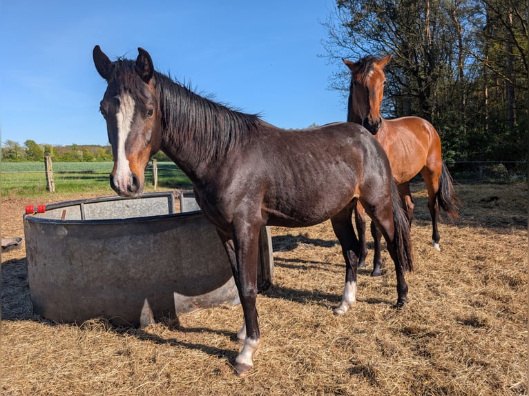 Pony tedesco Stallone 2 Anni 146 cm Baio in Burgwedel