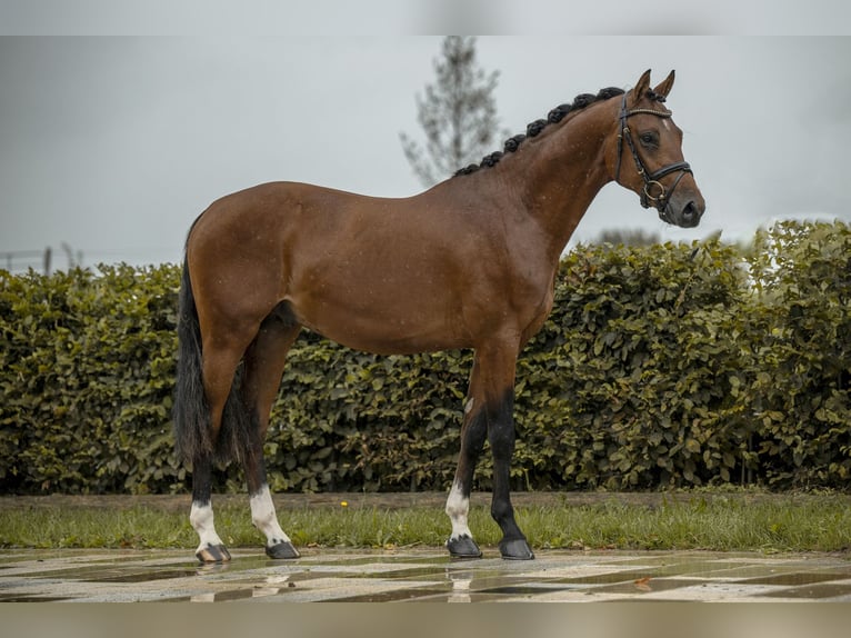 Pony tedesco Stallone 2 Anni 146 cm Baio in Gomadingen