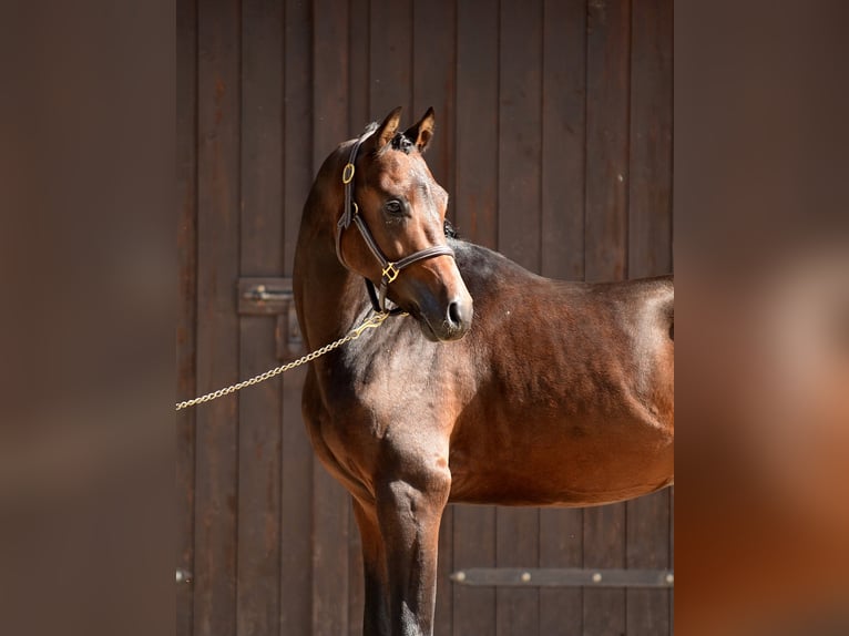 Pony tedesco Stallone 2 Anni 146 cm Baio scuro in Poznań