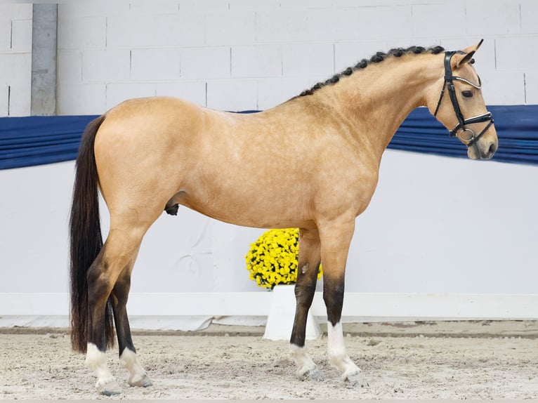 Pony tedesco Stallone 2 Anni 146 cm Falbo in Marsberg