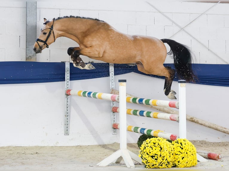 Pony tedesco Stallone 2 Anni 146 cm Falbo in Marsberg