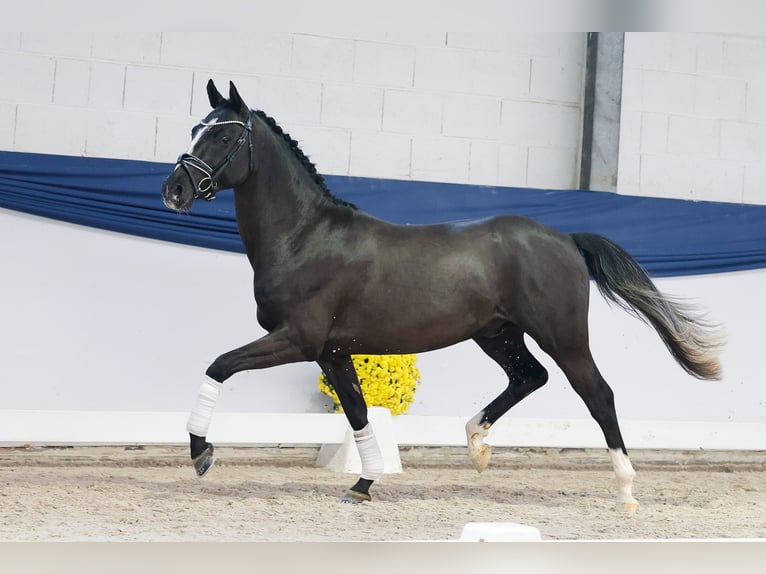 Pony tedesco Stallone 2 Anni 146 cm Morello in Marsberg