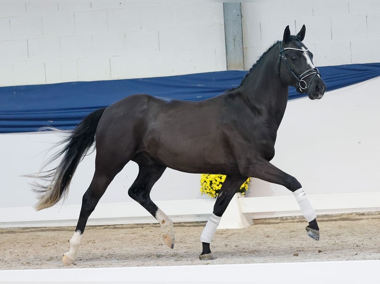 Pony tedesco Stallone 2 Anni 146 cm Morello in Marsberg