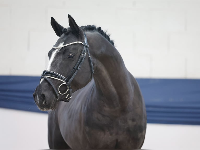 Pony tedesco Stallone 2 Anni 146 cm Morello in Marsberg
