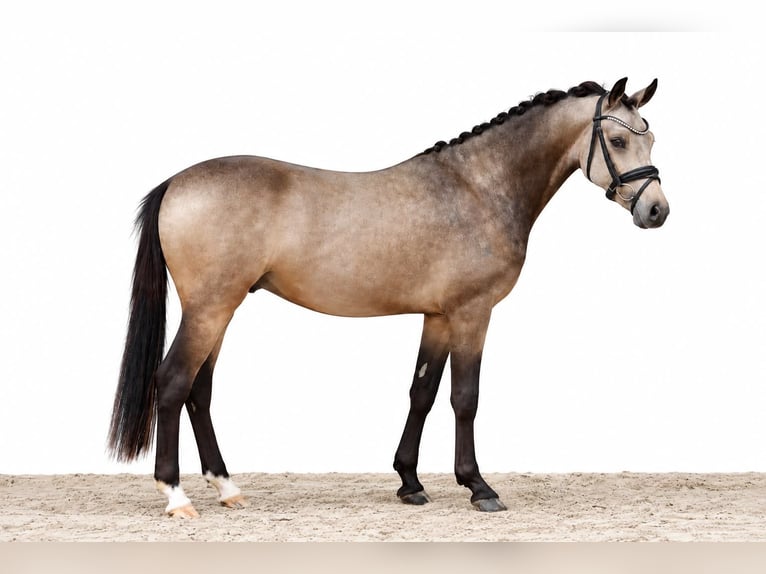 Pony tedesco Stallone 2 Anni 146 cm Pelle di daino in Einbeck