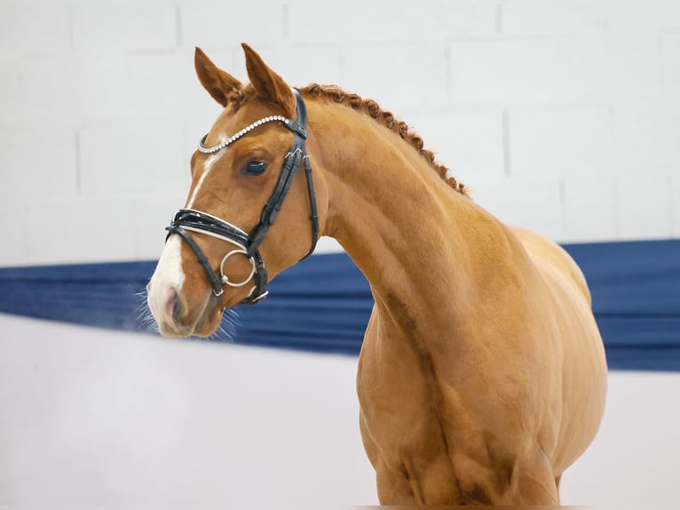 Pony tedesco Stallone 2 Anni 146 cm Sauro in Marsberg