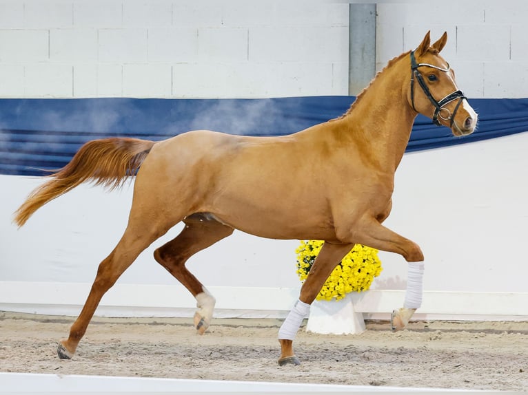 Pony tedesco Stallone 2 Anni 146 cm Sauro in Marsberg