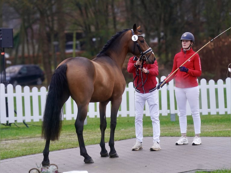 Pony tedesco Stallone 2 Anni 147 cm Baio in Paderborn