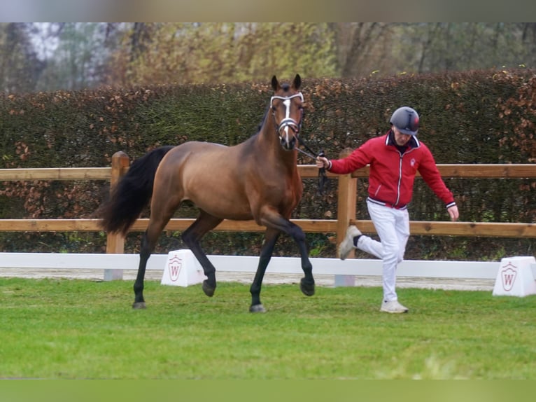 Pony tedesco Stallone 2 Anni 147 cm Baio in Paderborn