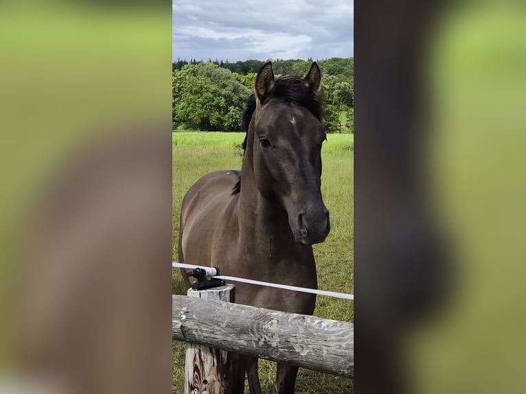 Pony tedesco Stallone 2 Anni 147 cm Grullo in Weilerswist