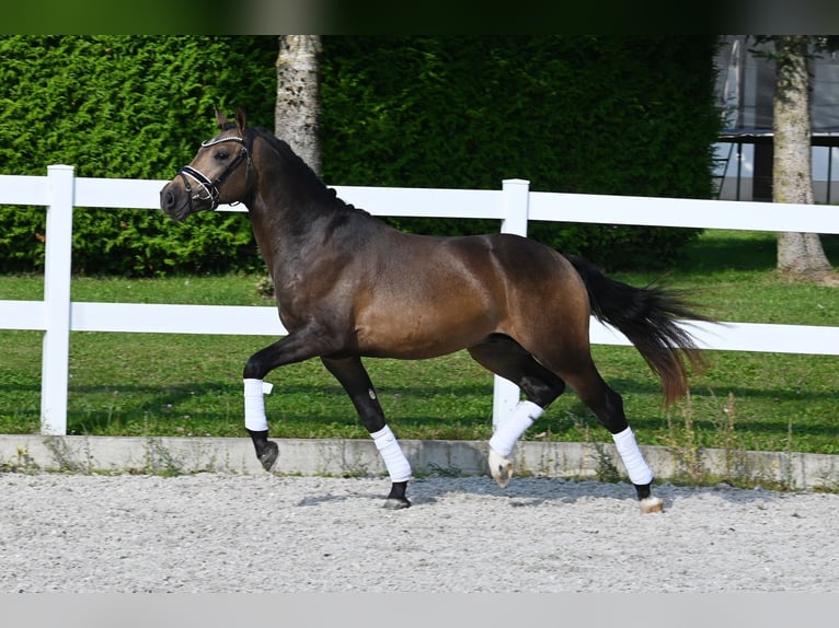 Pony tedesco Stallone 2 Anni 147 cm Pelle di daino in Gomadingen