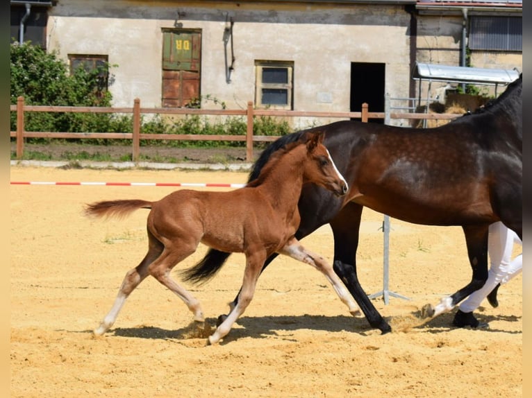 Pony tedesco Stallone 2 Anni 147 cm Sauro in Wegeleben