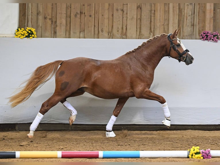 Pony tedesco Stallone 2 Anni 147 cm Sauro in Gomadingen