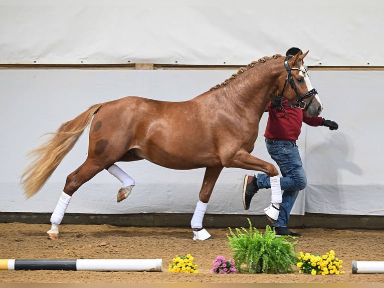 Pony tedesco Stallone 2 Anni 147 cm Sauro in Gomadingen