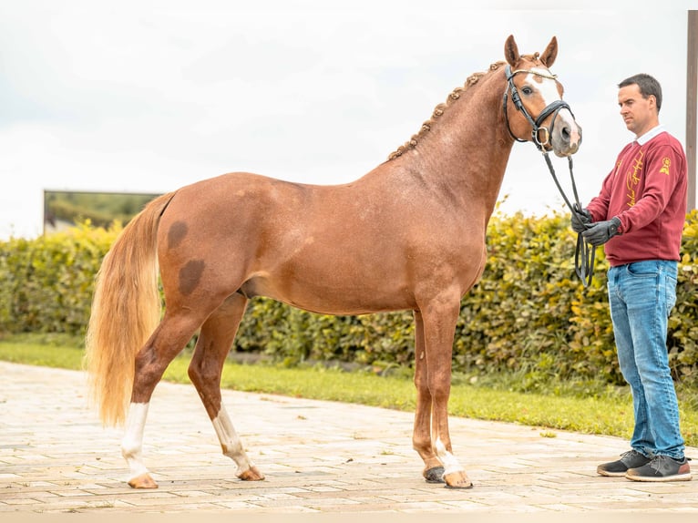 Pony tedesco Stallone 2 Anni 147 cm Sauro in Gomadingen