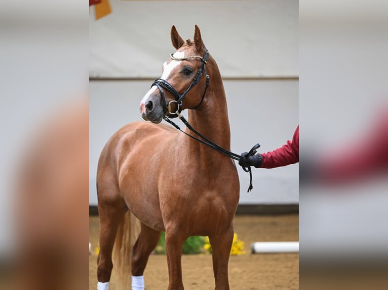 Pony tedesco Stallone 2 Anni 147 cm Sauro in Gomadingen