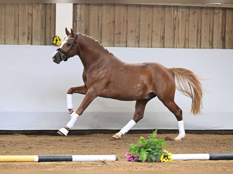 Pony tedesco Stallone 2 Anni 147 cm Sauro in Gomadingen