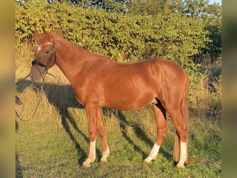 Pony tedesco Stallone 2 Anni 147 cm Sauro in Achim