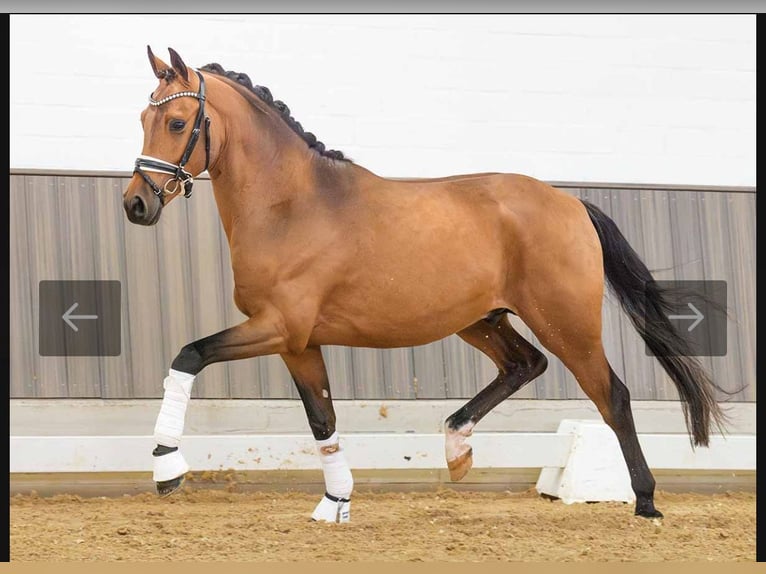 Pony tedesco Stallone 2 Anni 148 cm Baio in Paderborn