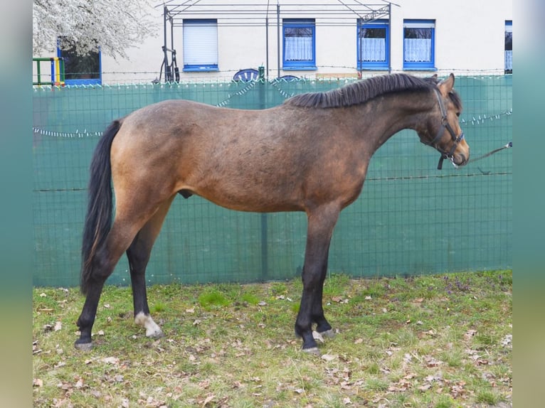 Pony tedesco Stallone 2 Anni 148 cm Pelle di daino in TrebbusBuchhain