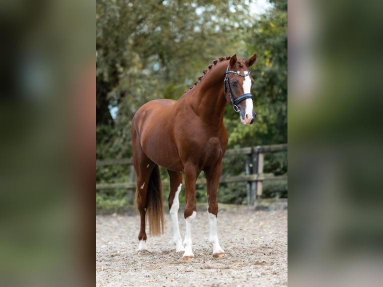 Pony tedesco Stallone 2 Anni 148 cm Sauro in Brummen
