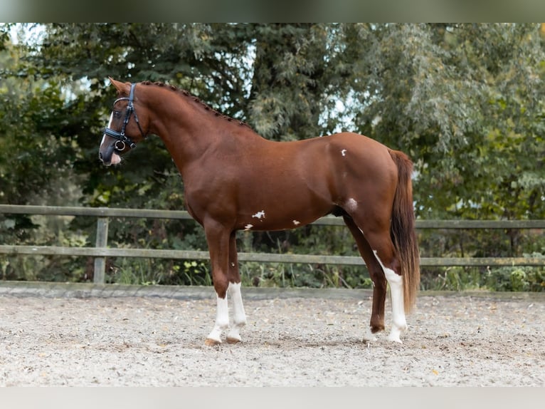 Pony tedesco Stallone 2 Anni 148 cm Sauro in Brummen