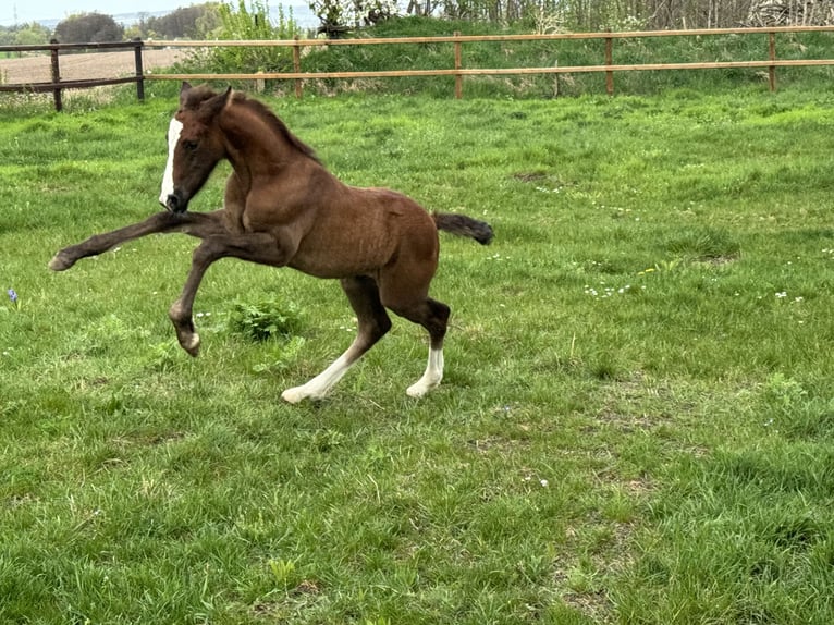 Pony tedesco Stallone 2 Anni 148 cm Sauro scuro in Hillersleben