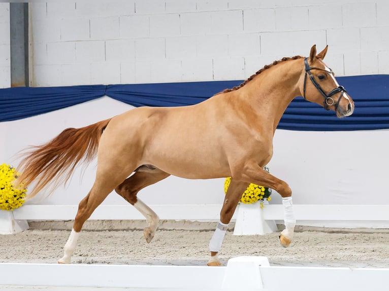 Pony tedesco Stallone 2 Anni 149 cm Falbo in Marsberg