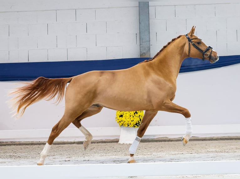 Pony tedesco Stallone 2 Anni 149 cm Falbo in Marsberg
