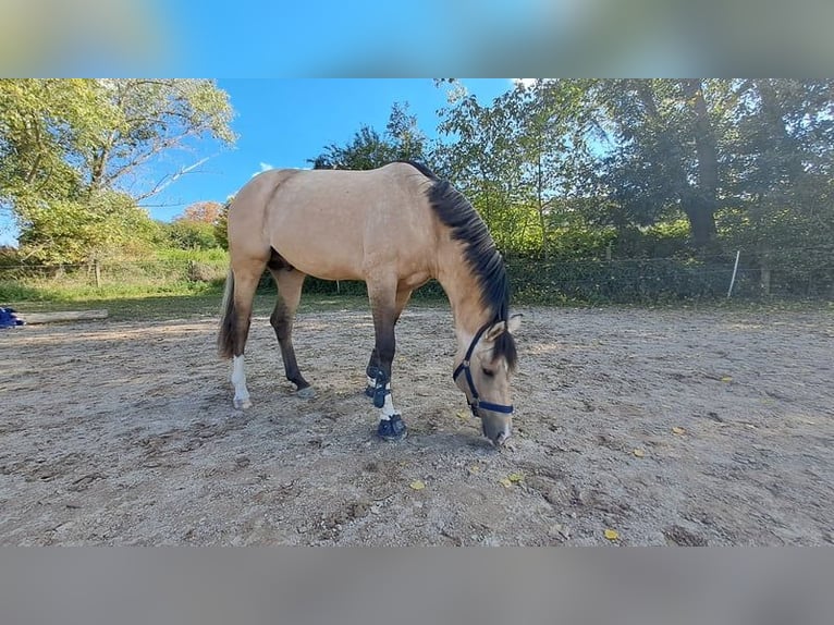 Pony tedesco Stallone 2 Anni 149 cm in P&#xF6;lzig