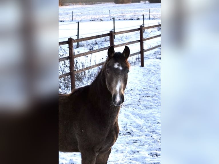 Pony tedesco Stallone 2 Anni 150 cm Pelle di daino in Klötze
