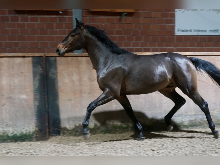 Pony tedesco Mix Stallone 2 Anni 154 cm Baio in Paderborn