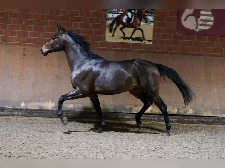 Pony tedesco Mix Stallone 2 Anni 154 cm Baio in Paderborn