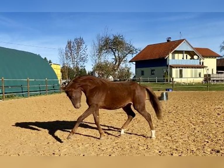 Pony tedesco Stallone 2 Anni 155 cm Sauro scuro in Heimenkirch