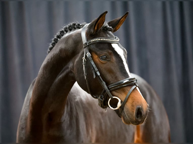 Pony tedesco Stallone 2 Anni Baio scuro in Alpen