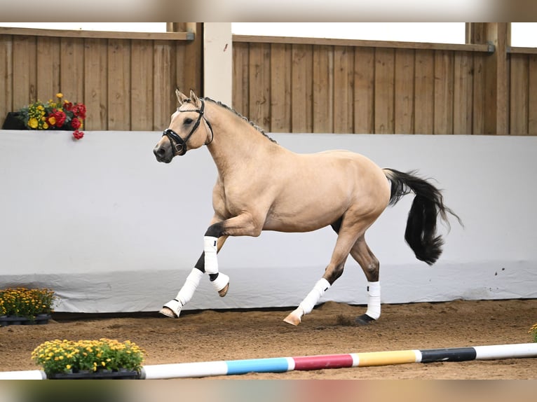 Pony tedesco Stallone 2 Anni Falbo in Gomadingen