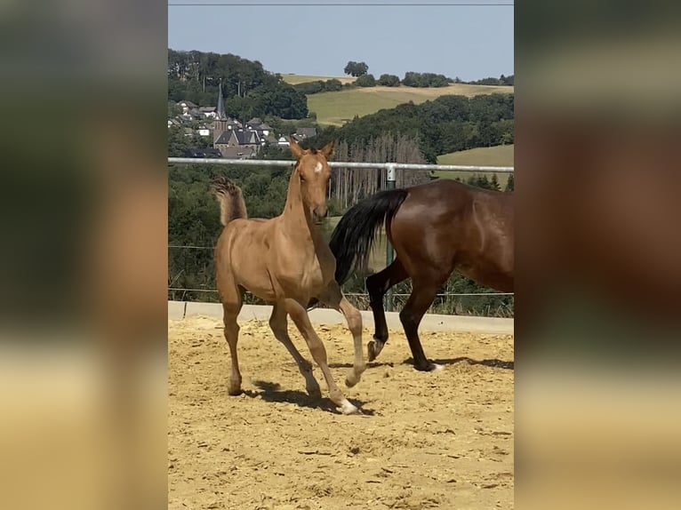 Pony tedesco Stallone 2 Anni Falbo in Lindlar