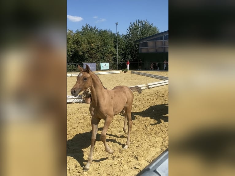 Pony tedesco Stallone 2 Anni Falbo in Lindlar
