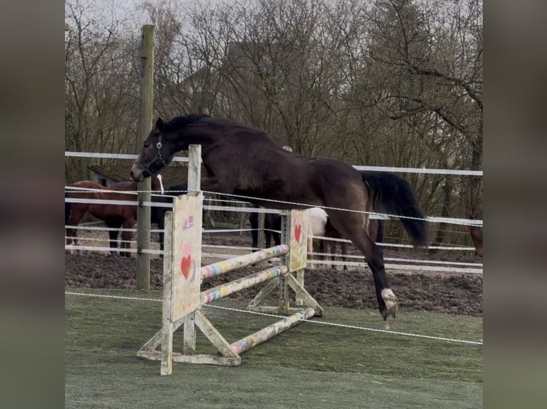 Pony tedesco Mix Stallone 2 Anni Falbo in Bad Oeynhausen
