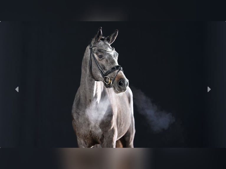 Pony tedesco Stallone 2 Anni Grigio ferro in Mönchengladbach