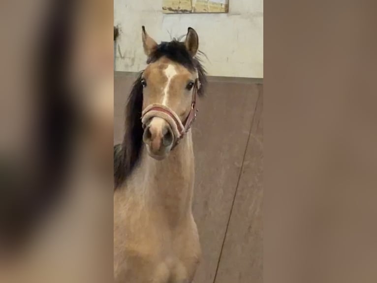 Pony tedesco Stallone 2 Anni Pelle di daino in Achim