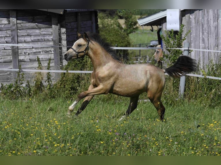 Pony tedesco Stallone 2 Anni Pelle di daino in Weilheim in Oberbayern
