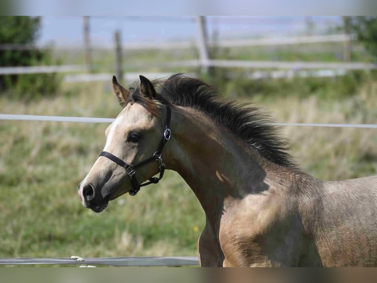 Pony tedesco Stallone 2 Anni Pelle di daino in Weilheim in Oberbayern