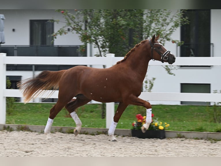 Pony tedesco Stallone 2 Anni Sauro in Gomadingen