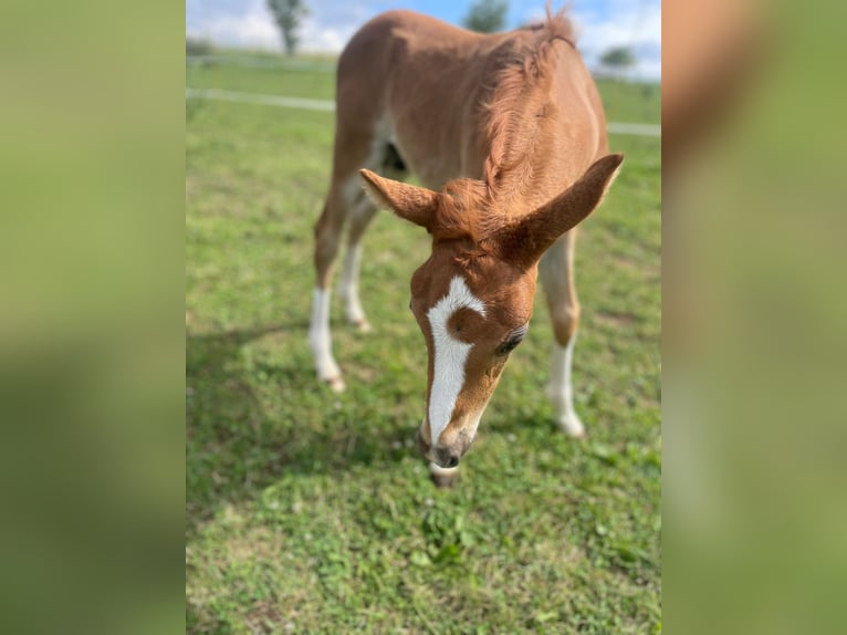 Pony tedesco Stallone 2 Anni Sauro in Montabaur