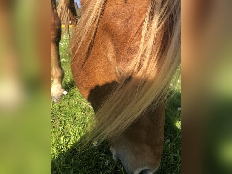 Pony tedesco Stallone 3 Anni 134 cm Sauro in Damp