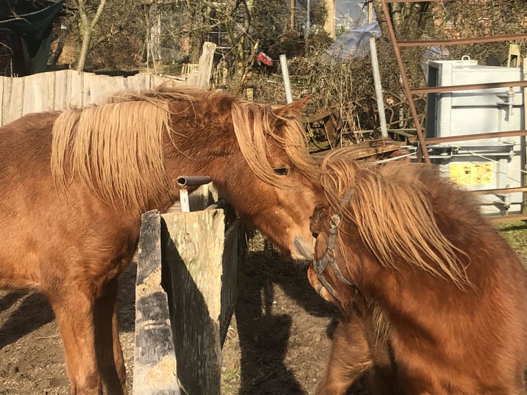 Pony tedesco Stallone 3 Anni 134 cm Sauro in Damp