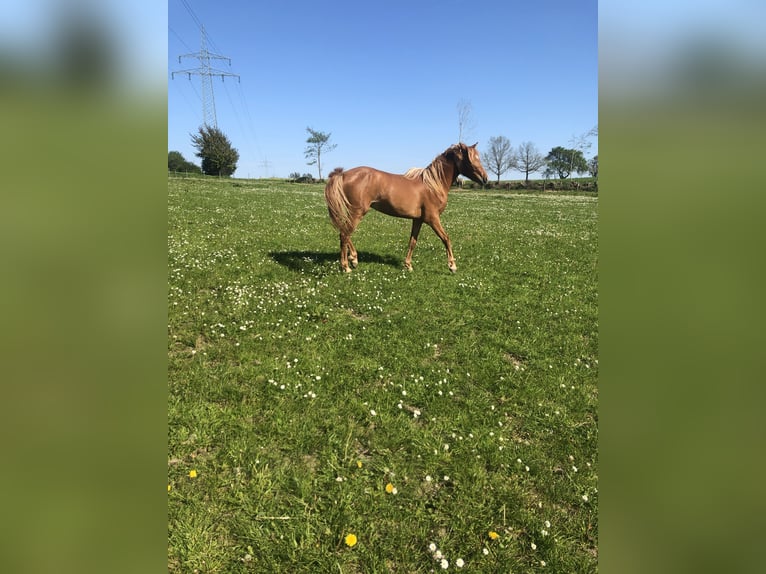 Pony tedesco Stallone 3 Anni 134 cm Sauro in Damp