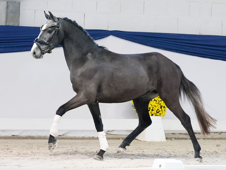 Pony tedesco Stallone 3 Anni 137 cm Grigio in Marsberg