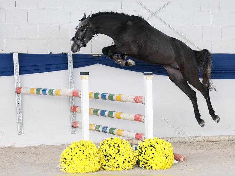Pony tedesco Stallone 3 Anni 137 cm Grigio in Marsberg